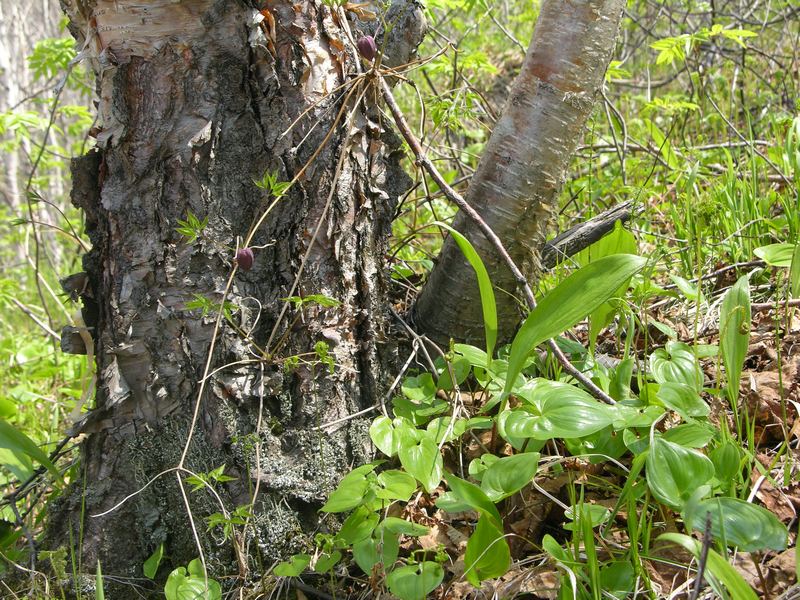 Image of Atragene ochotensis specimen.