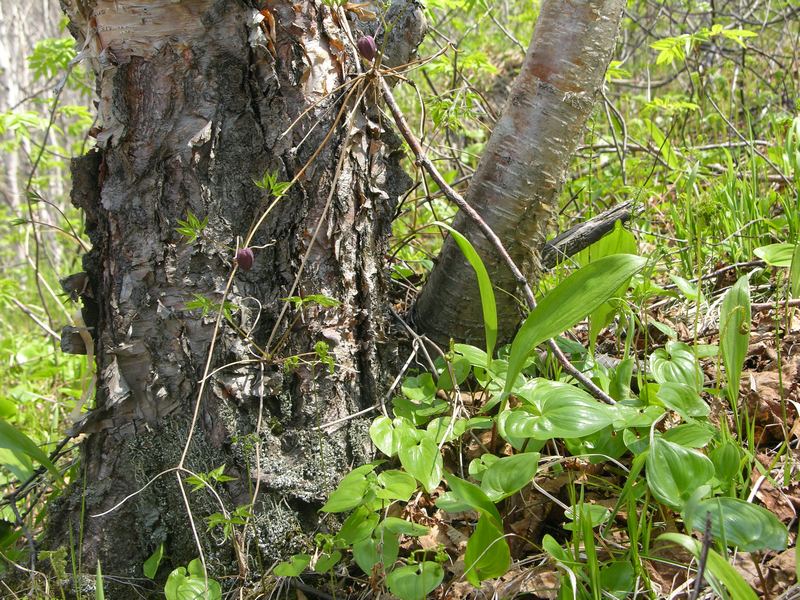 Image of Atragene ochotensis specimen.