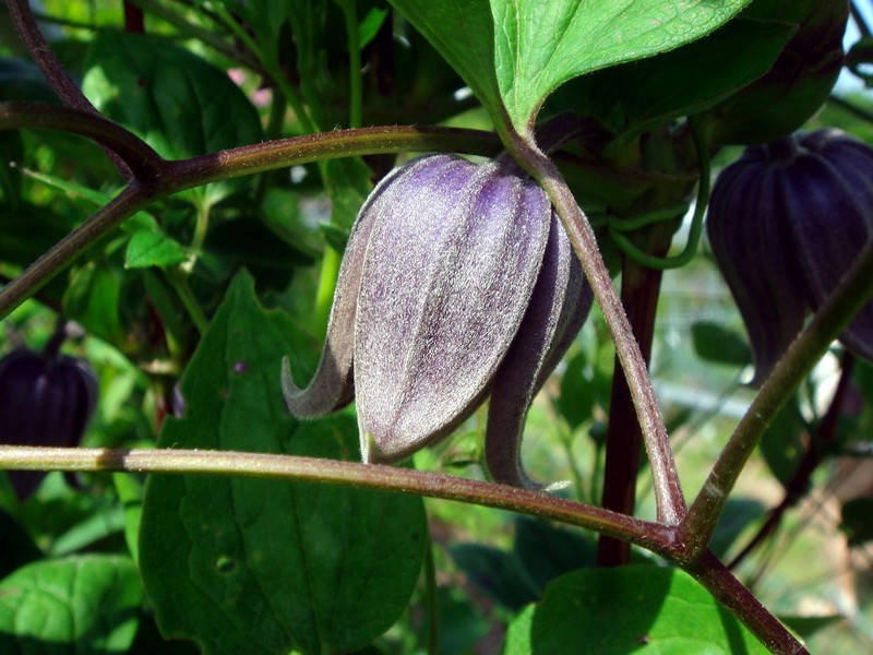 Изображение особи Clematis fusca.