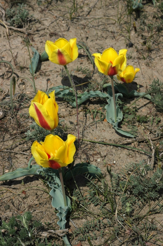 Изображение особи Tulipa alberti.