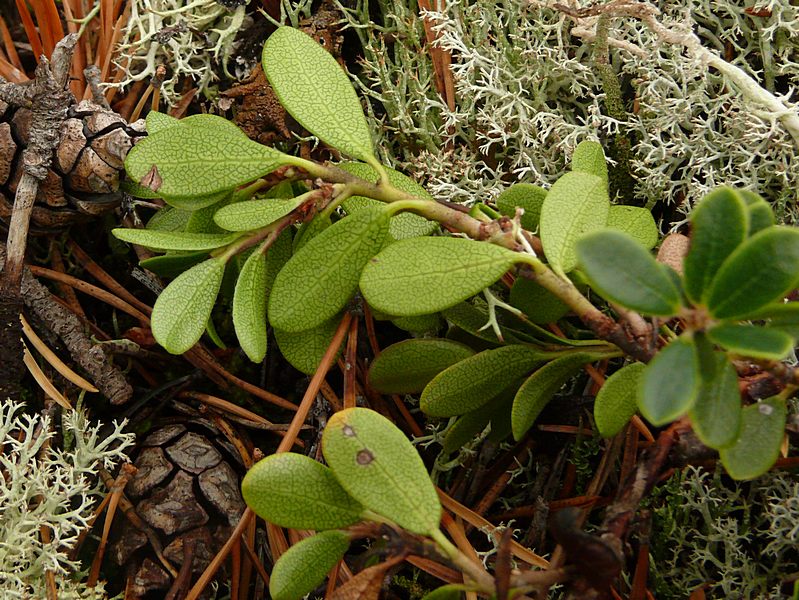 Изображение особи Arctostaphylos uva-ursi.