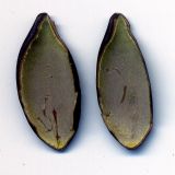Echinocystis lobata. Оболочка семени (продолный разрез). Курская обл., Железногорский р-н, пос. Каменец, дачи Жуковец, обочина дороги. 28 сентября 2009 г.