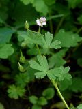 Geranium pusillum. Верхушка цветущего и плодоносящего растения. Восточный Казахстан, Глубоковский р-н, окр. с. Кожохово, дачный участок. 07.08.2009.