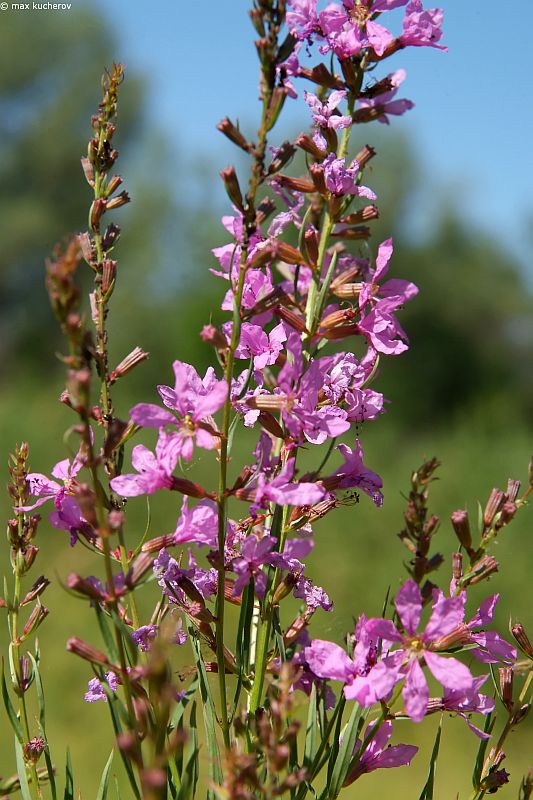 Image of Lythrum virgatum specimen.