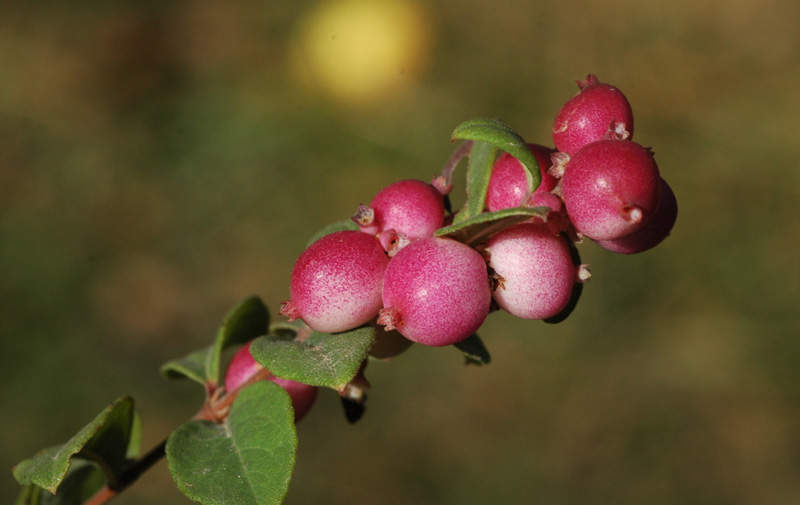 Изображение особи Symphoricarpos orbiculatus.