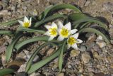 Tulipa biflora. Цветущие растения. Крым, Балаклава, обрывы над урочищем Инжир. 10 марта 2015 г.