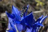 Gentiana decumbens