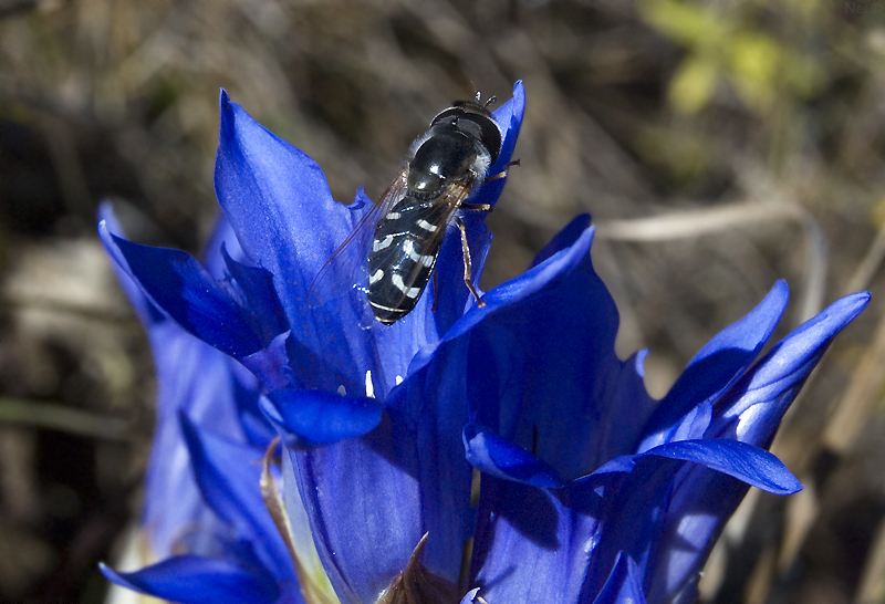 Изображение особи Gentiana decumbens.