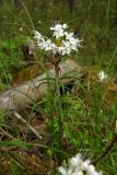 Ledum palustre. Верхушка цветущего растения. Новгородская обл., Боровичский р-н, сосновый лес западнее г. Боровичи. 31.05.2015.