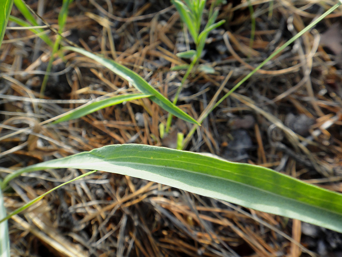 Image of Scorzonera austriaca specimen.