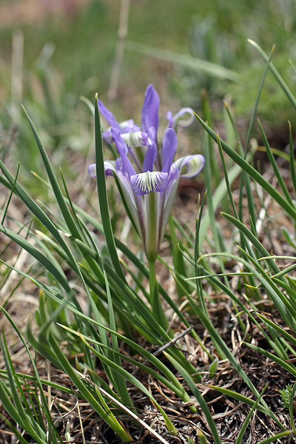 Изображение особи Iris loczyi.