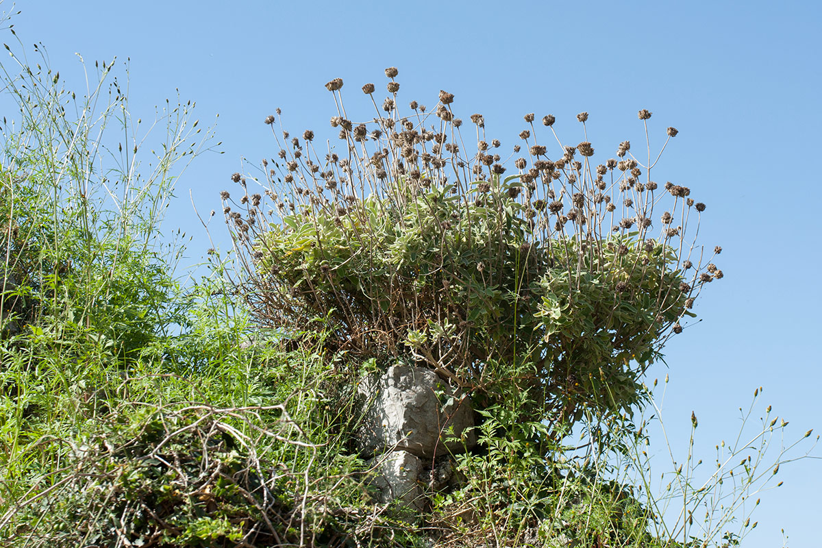 Image of Phlomis fruticosa specimen.