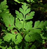 Geranium robertianum. Лист с поражениями. Краснодарский край, Сочи, окр. с. Ахштырь, лес. 16.07.2015.