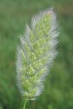 Polypogon monspeliensis