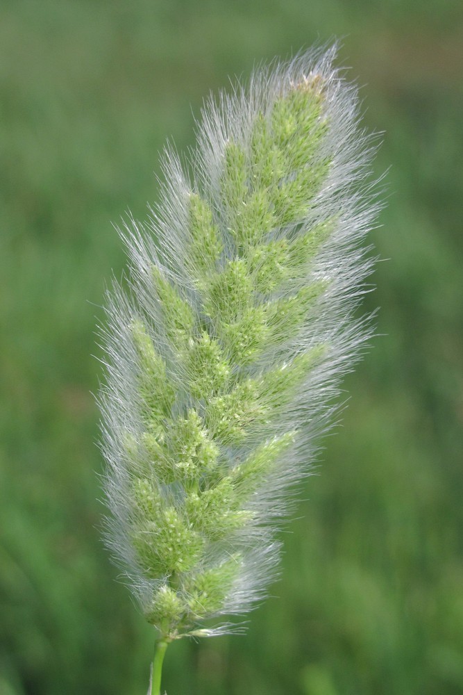 Image of Polypogon monspeliensis specimen.