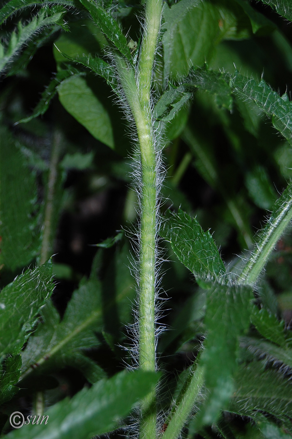 Изображение особи Papaver orientale.