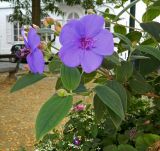 Tibouchina urvilleana. Верхушка побега с цветками и бутонами. Бельгия, Брюссель, Бегинаж. Октябрь 2015 г.