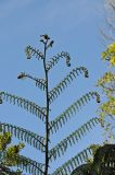 Cyathea cooperi