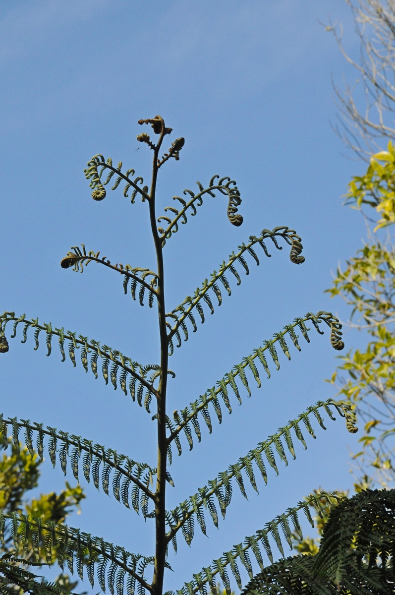 Изображение особи Cyathea cooperi.