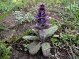 Ajuga orientalis