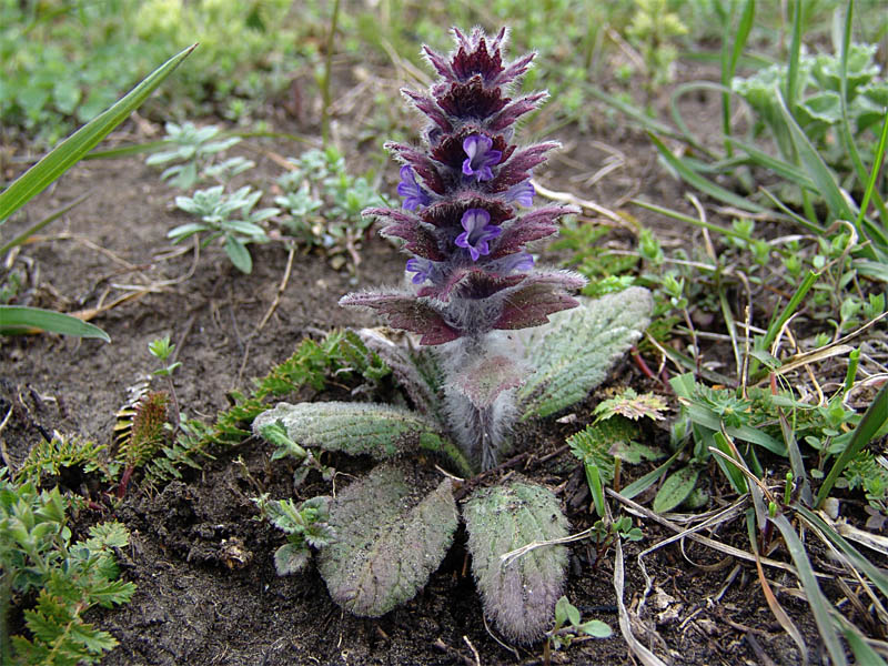 Image of Ajuga orientalis specimen.