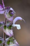 Salvia sclarea. Цветок. Южный Казахстан, горы Алатау (Даубаба), Скалистое ущелье. 27.06.2014.