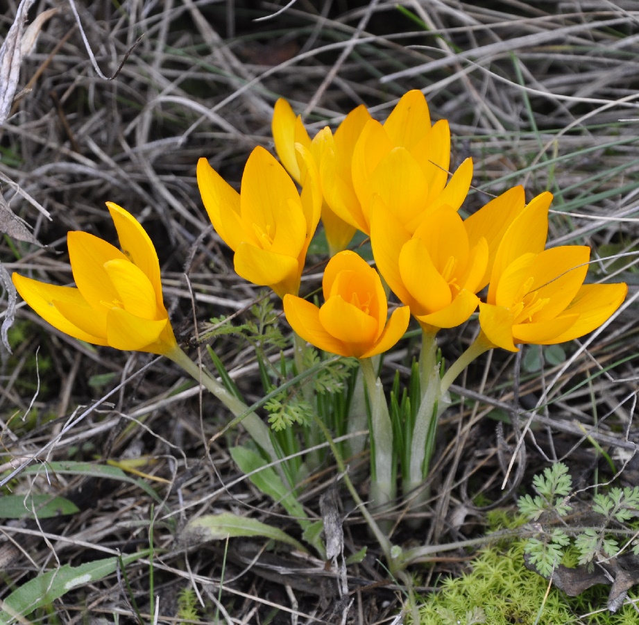 Image of Crocus flavus specimen.