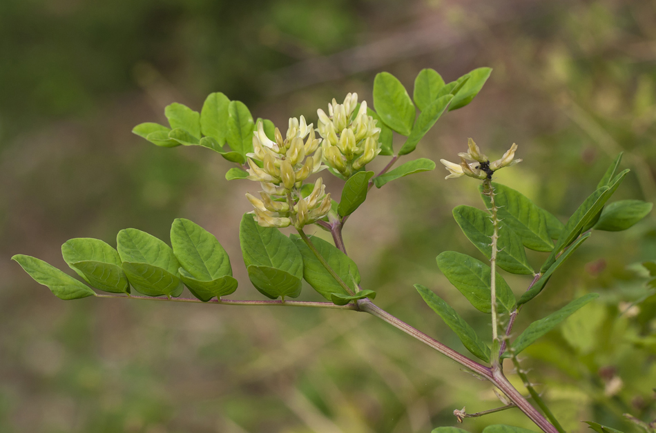 Image of Astragalus glycyphyllos specimen.