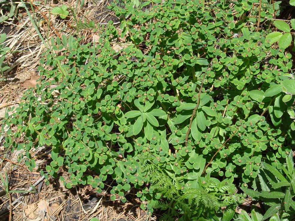 Изображение особи Euphorbia jenisseiensis.
