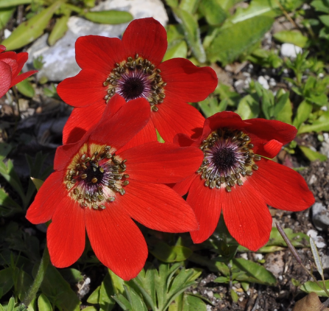 Image of Anemone pavonina specimen.