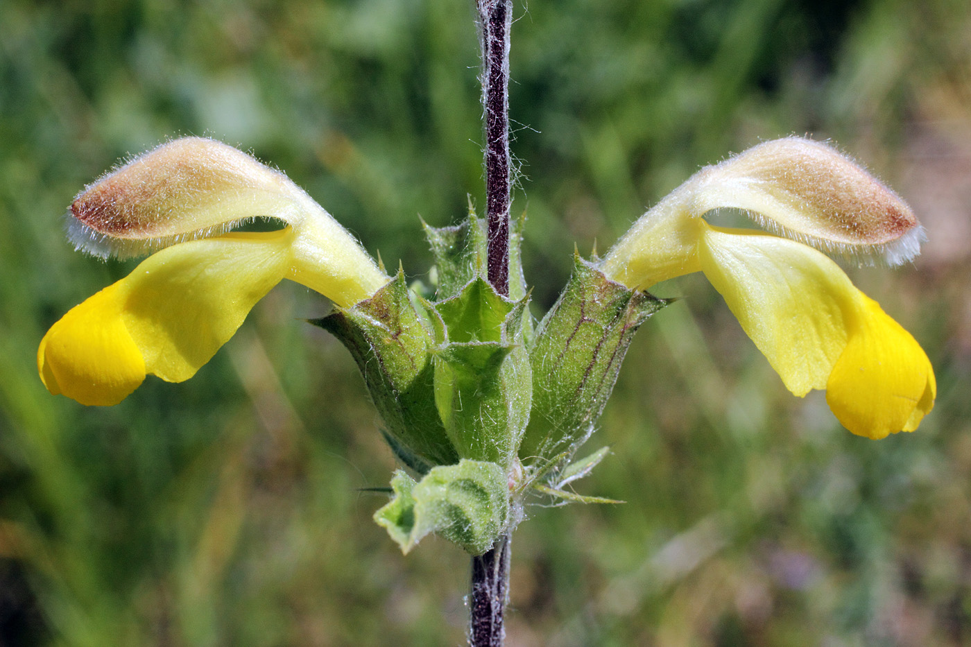 Image of Phlomoides labiosa specimen.