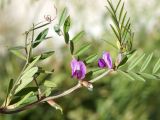 Vicia angustifolia. Верхушка побега с цветками, бутонами и молодыми плодами. Кыргызстан, Нарынская обл., левый берег р. Нарын, окр. с.Таш-Башат, вахтовый пос. 08.10.2015.