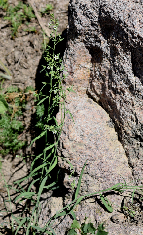 Image of Thesium ramosum specimen.