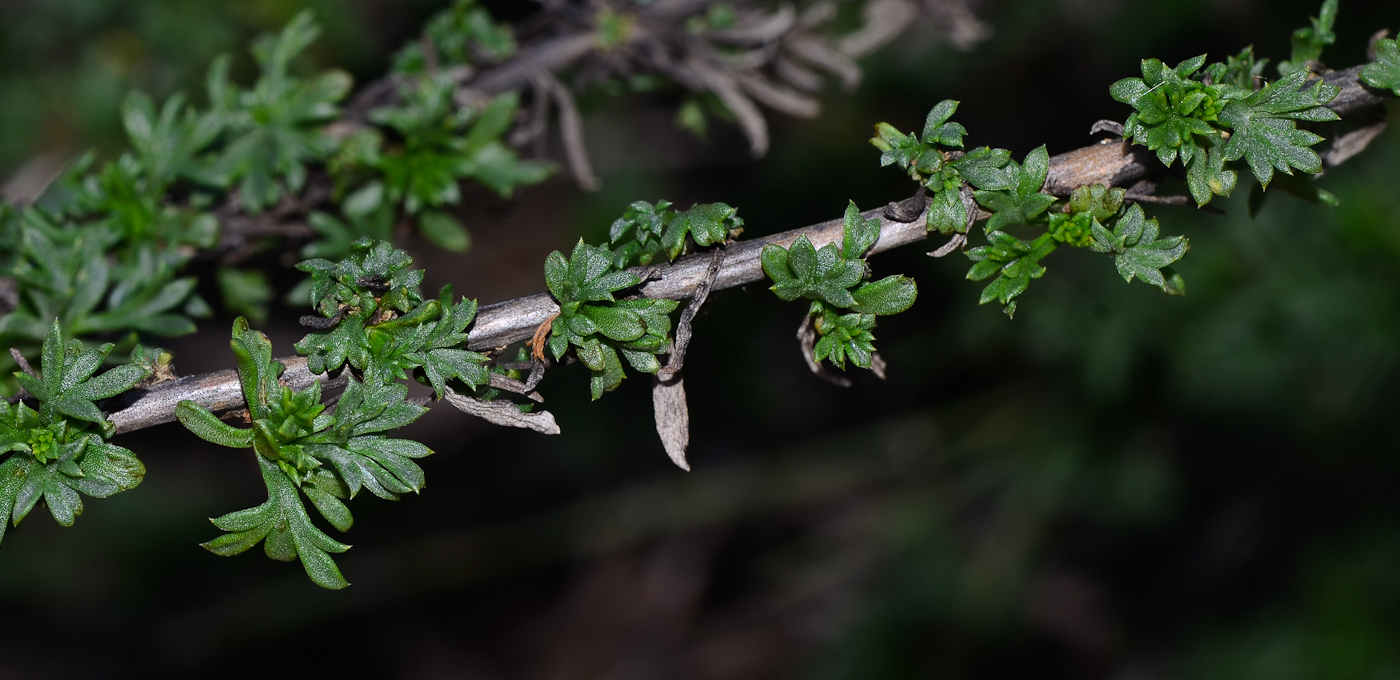 Image of Artemisia monosperma specimen.