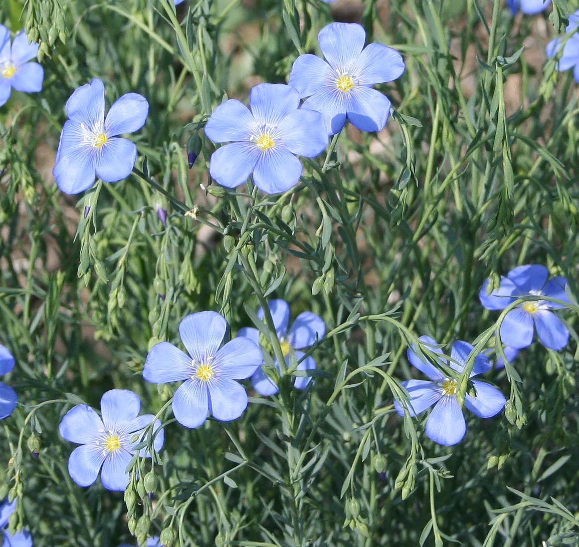 Изображение особи Linum perenne.