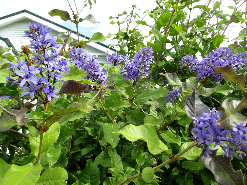 Изображение особи Petrea volubilis.