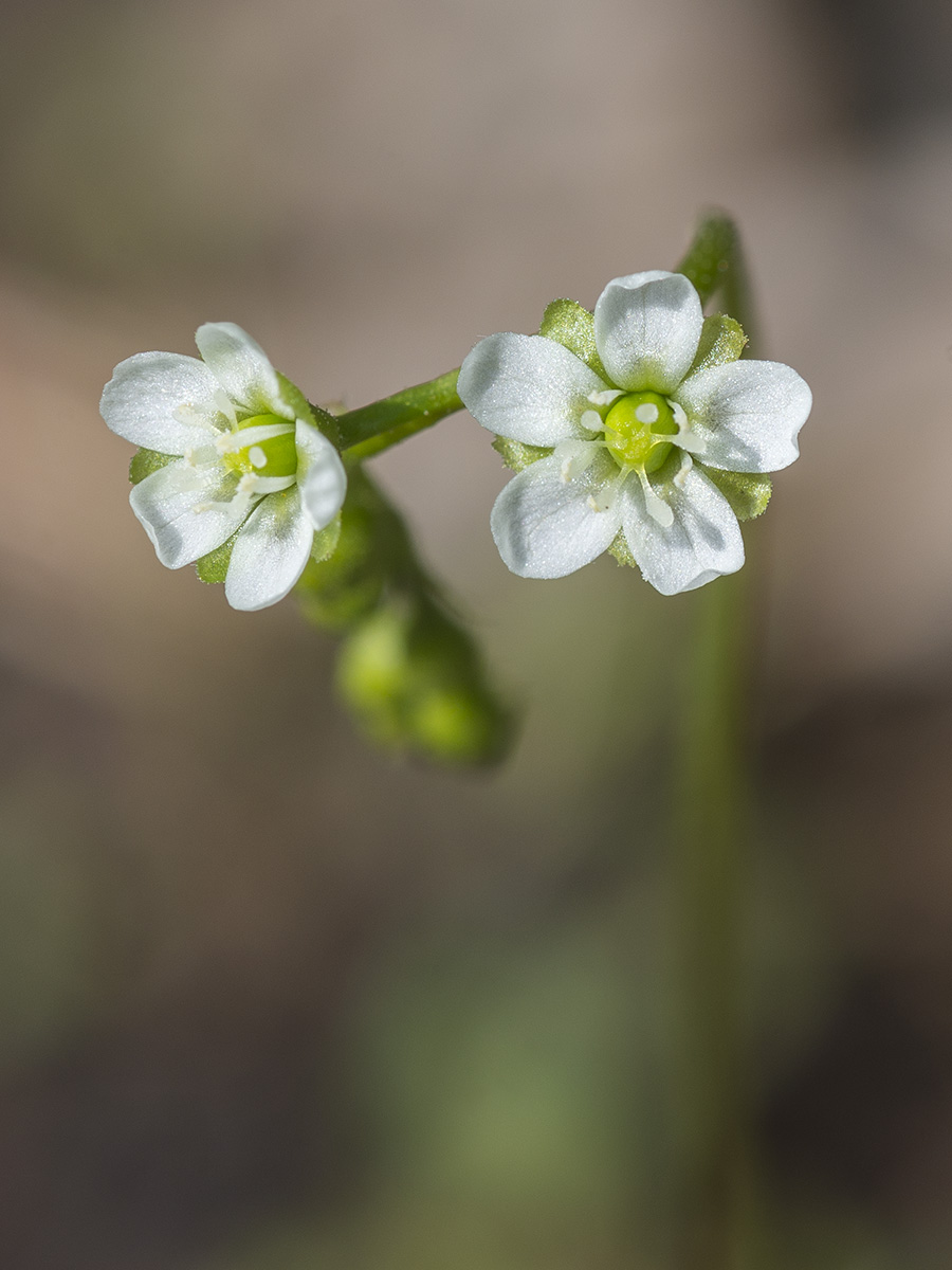 Изображение особи Drosera rotundifolia.