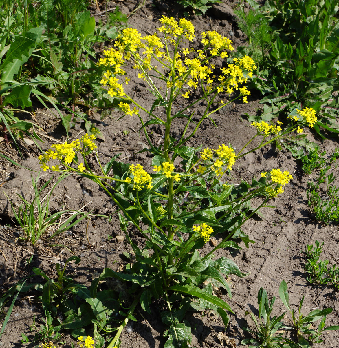 Image of Bunias orientalis specimen.