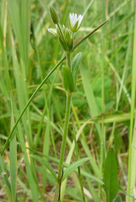 Image of Cerastium scandicum specimen.