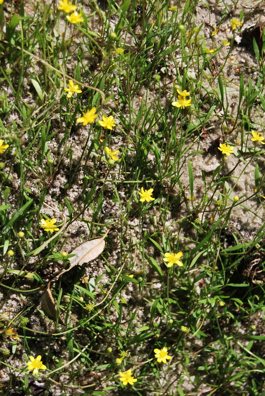 Image of Ranunculus reptans specimen.