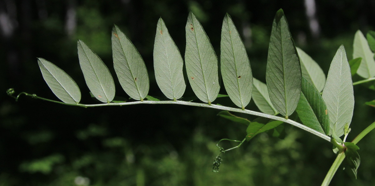 Image of Vicia amoena specimen.