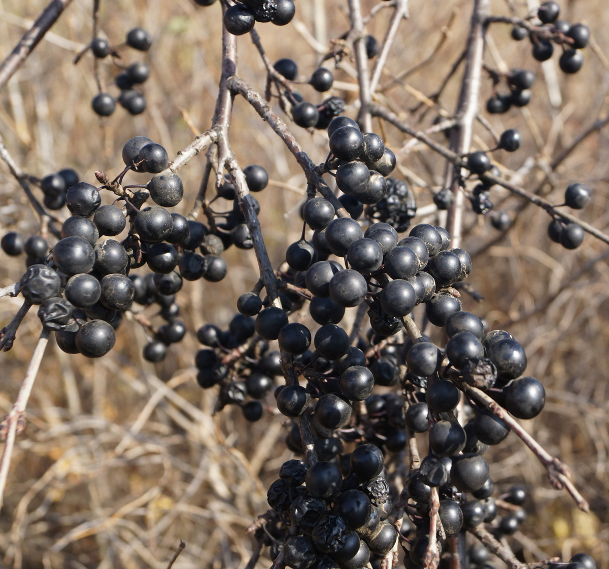 Изображение особи Rhamnus cathartica.