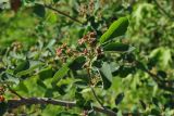 Amelanchier spicata. Часть ветви с завязавшимися плодами. Камчатский край, Елизовский р-н, окр. пос. Раздольный, в культуре на дачном участке. 16.07.2015.