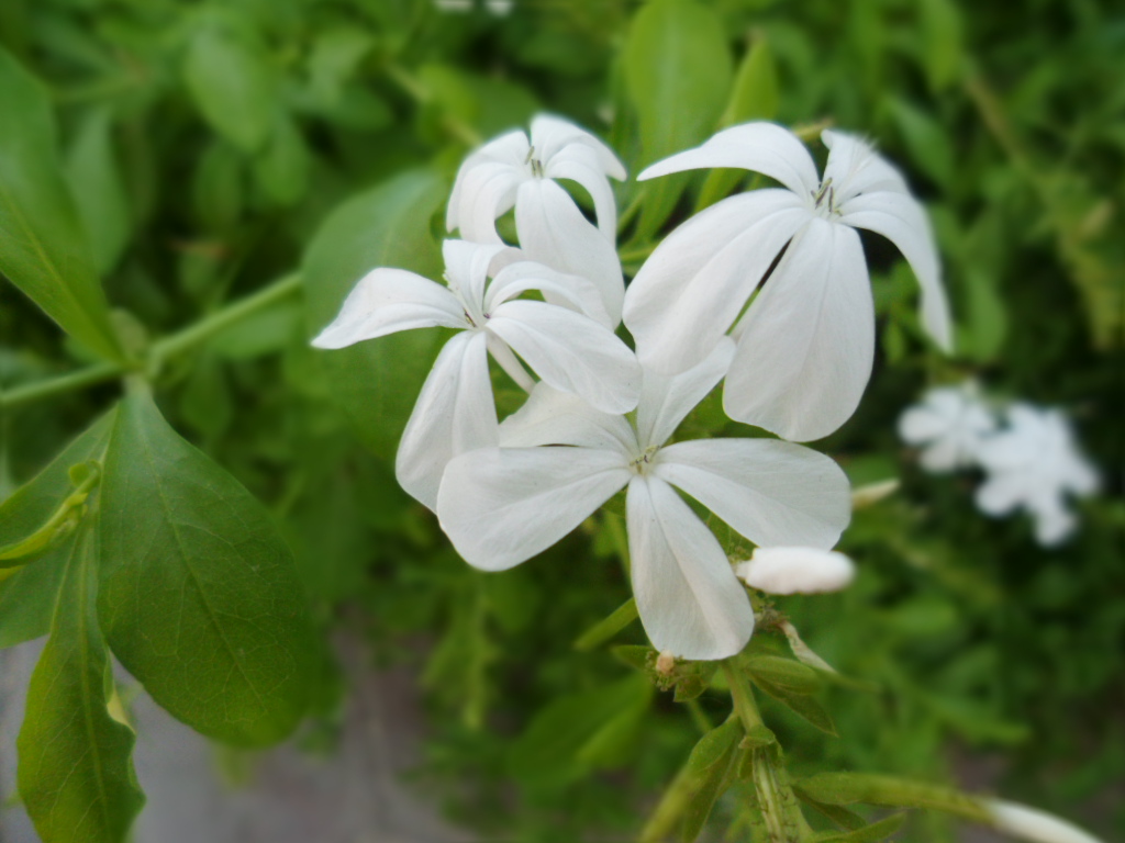 Image of Plumbago auriculata specimen.