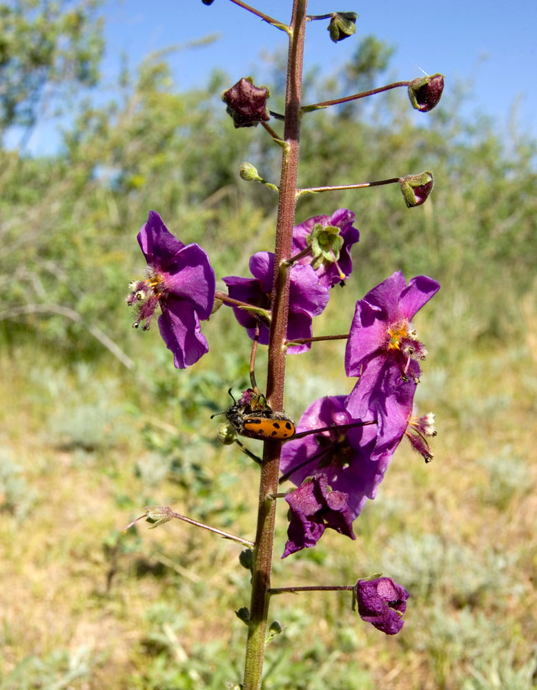 Изображение особи Verbascum phoeniceum.