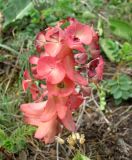 Euphorbia condylocarpa
