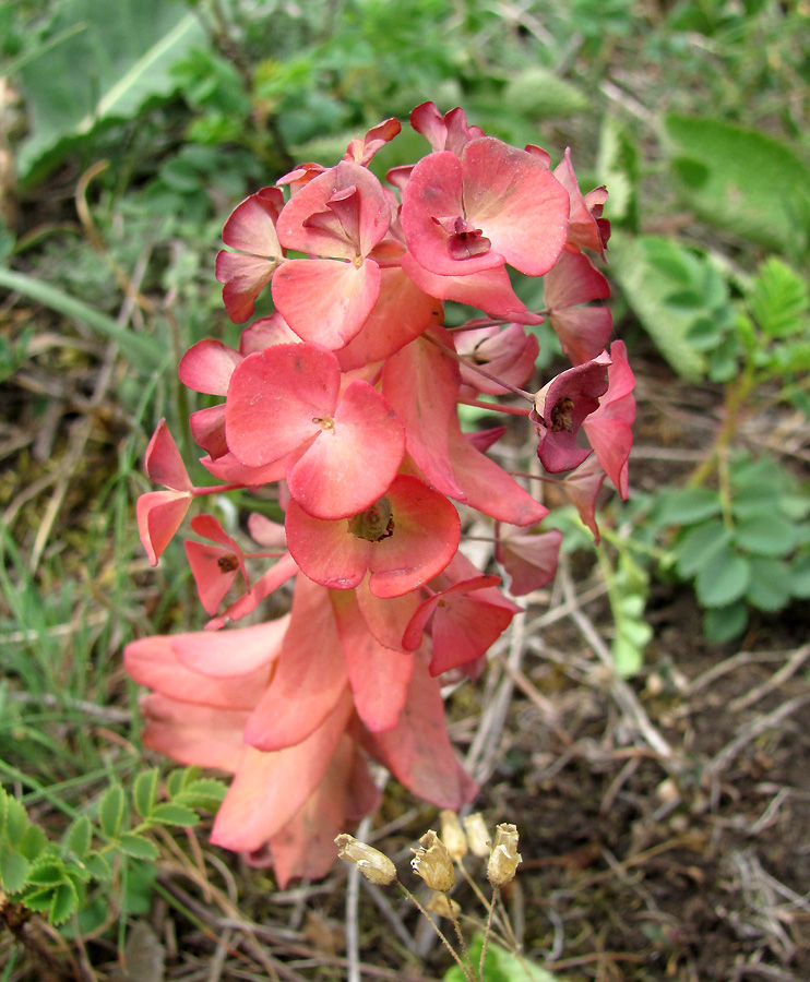 Image of Euphorbia condylocarpa specimen.