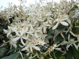 Clematis armandii. Цветки и листья. Краснодарский край, г. Сочи. Центральный р-н, в культуре. 25.03.2016.