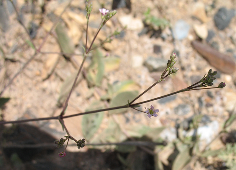 Image of Gypsophila perfoliata specimen.