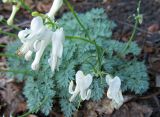 Dicentra peregrina. Цветущее растение белоцветковой морфы. Сахалинская обл., Южно-Курильский р-н, о-в Кунашир, юго-восточный склон влк. Тятя. 12.08.2014.